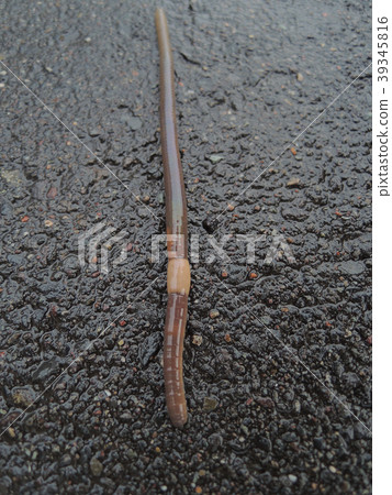 Earthworm after the rain Earthworm after the rain 39345816