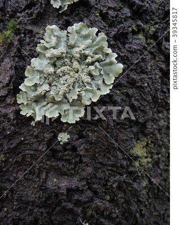 Cherry tree bark 39345817