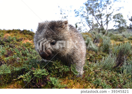 塔斯馬尼亞袋熊 39345821
