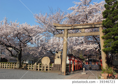 櫻花在京都阮王Oo神社 39346723