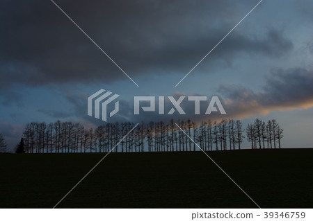 Sunset sky and larch tree-lined trees Sunset sky and larch tree-lined trees 39346759