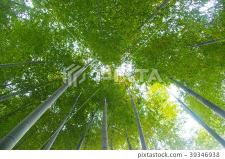 竹林 竹林 39346938