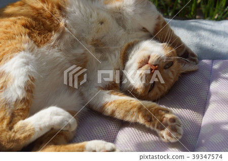 放鬆的茶貓 39347574