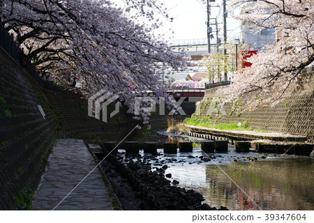 橫濱大岡河沿岸的櫻花盛開 39347604