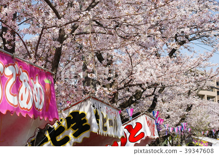 橫濱大岡河沿岸的櫻花盛開 39347608