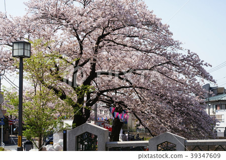 橫濱大岡河沿岸的櫻花盛開 39347609
