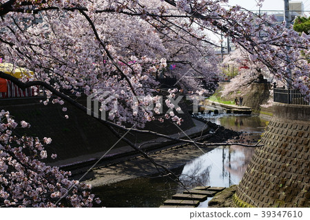 橫濱大岡河沿岸的櫻花盛開 39347610