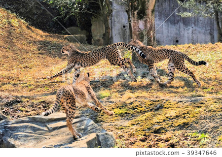 Cheetah of Tama Animal Park Cheetah of Tama Animal Park 39347646