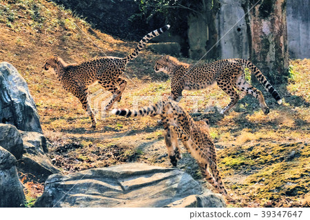Cheetah of Tama Animal Park Cheetah of Tama Animal Park 39347647