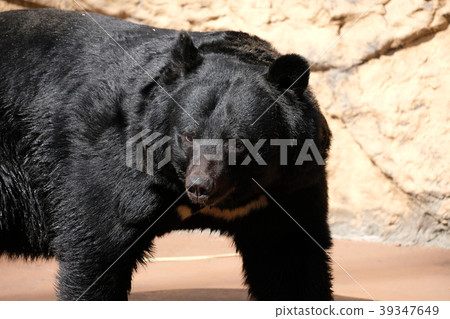 Tama animal park bear Tama animal park bear 39347649