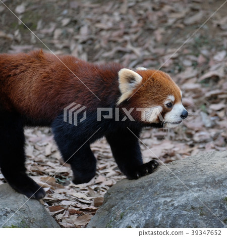 Lesser panda at Tama Animal Park Lesser panda at Tama Animal Park 39347652