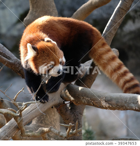 Lesser panda at Tama Animal Park Lesser panda at Tama Animal Park 39347653
