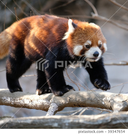 Lesser panda at Tama Animal Park Lesser panda at Tama Animal Park 39347654