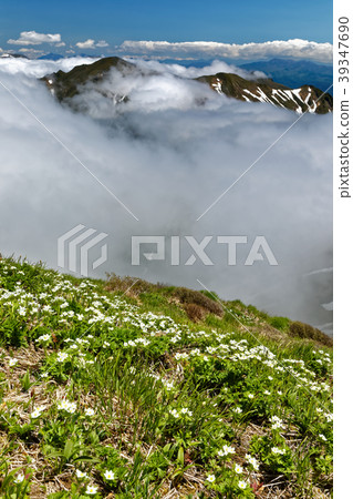 Tanigawa mountain range, Senno Kurayama Hakusan cichlid communities and clouded ridge line 39347690