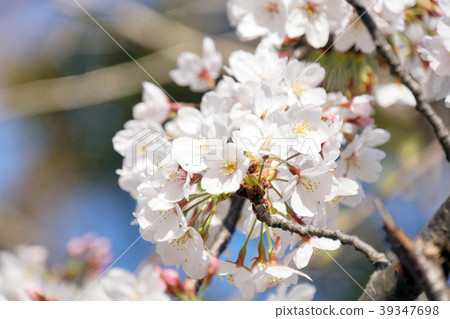 Sakura Spring 39347698