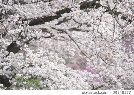 櫻花盛開 櫻花盛開 39348137