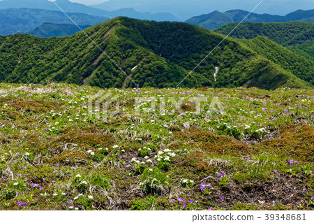 Joetsu Border, Hibariyama flower garden and fresh green mountain range Joetsu Border, Hibariyama flower garden and fresh green mountain range 39348681