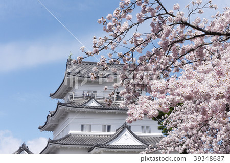 Odawara Sakura Festival Odawara Sakura Festival 39348687