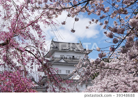 Odawara Sakura Festival 39348688