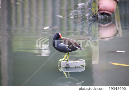 Red-crowned water chicken Red-crowned water chicken 39348690