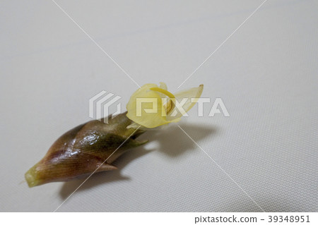 Myoga load flower 39348951