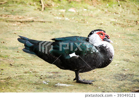 邪惡的鴨子，流派的麝香鴨子，腮紅鴨子，禁令鴨子 39349121