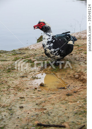 邪惡的鴨子，流派的麝香鴨子，腮紅鴨子，禁令鴨子 39349124