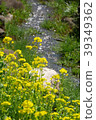 Rape blossoms and streams 39349362