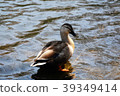 Duck of Sanike Park 39349414