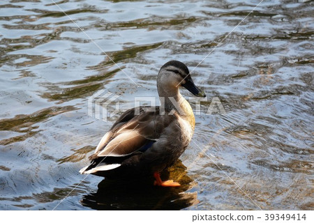 Duck of Sanike Park 39349414