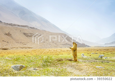 Himalayan marmot wild animal at Leah Ladakh,India Himalayan marmot wild animal at Leah Ladakh,India 39350022