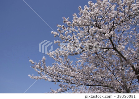 櫻花/千葉縣茂原 39350081