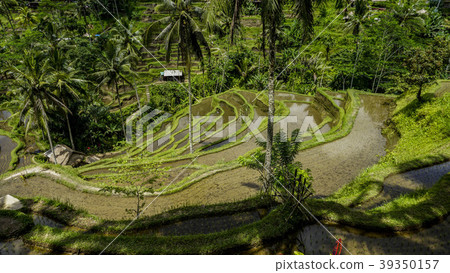 峇裡島烏布德格拉朗梯田 39350157