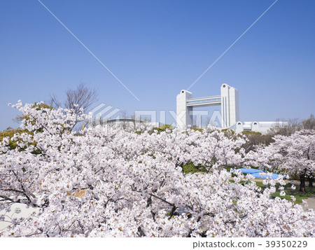 名古屋Atsuta區城市風景名古屋國際會議中心和Atsuta紀念橋的櫻花樹 名古屋Atsuta區城市風景名古屋國際會議中心和Atsuta紀念橋的櫻花樹 39350229