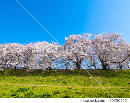 Yawata的後堤的櫻花 39350323