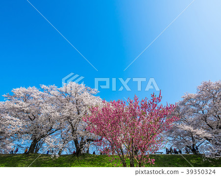 Yawata的後堤的櫻花 39350324
