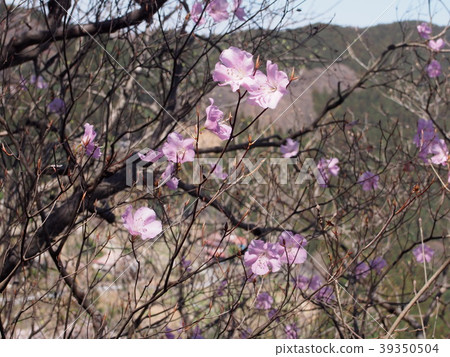 Akaashio Yashio Azalea Sakura Azalea / Yabai-cho,埼玉縣Kamabushiyama Akaashio Yashio Azalea Sakura Azalea / Yabai-cho,埼玉縣Kamabushiyama 39350504