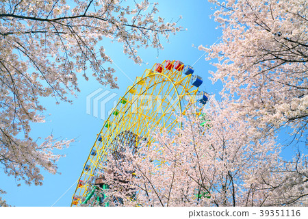 Hanazouji公園盛開 Hanazouji公園盛開 39351116