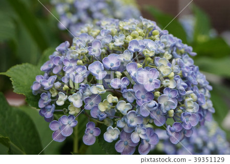 一種新的繡球花 一種新的繡球花 39351129