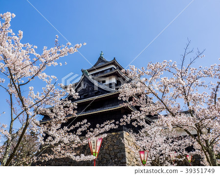 Castle of Japan Matsue Castle aka Chidori Castle The castle tower is a national treasure selected 100 national cherry blossom spots in Japan 39351749