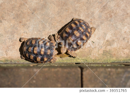 image of Sulcata Tortoise on ground. 39351765
