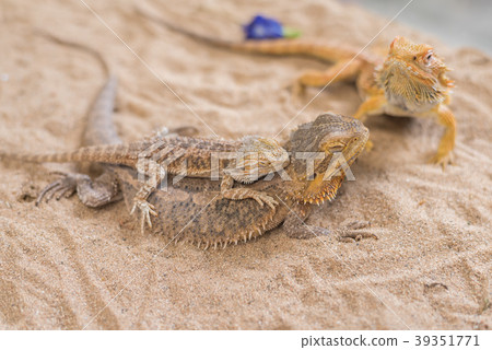 baby Bearded Dragon and mother. 39351771