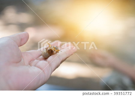 hand holding a orange beetle larvae. 39351772