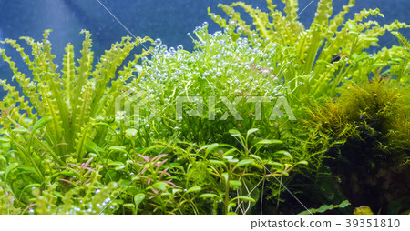 aquatic plants and oxygen bubbles on leaves. 39351810