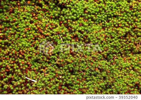 Autumn moss leaves with autumn leaves 39352040
