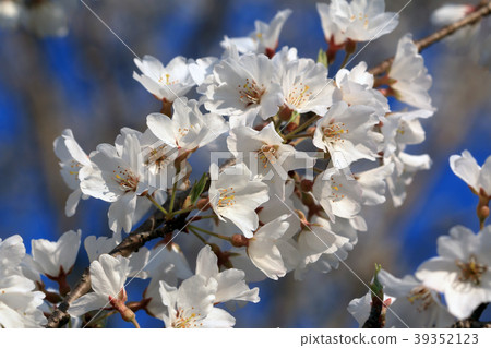 在日本小金井公園盛開的櫻花盛開 在日本小金井公園盛開的櫻花盛開 39352123
