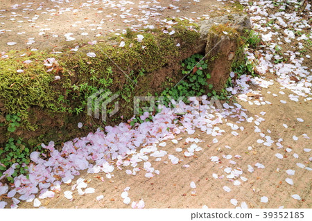 櫻桃花瓣散落在石階上 櫻桃花瓣散落在石階上 39352185