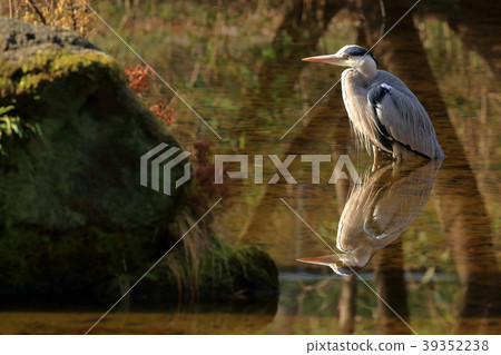 Heron Koganei Park for feeding Heron Koganei Park for feeding 39352238