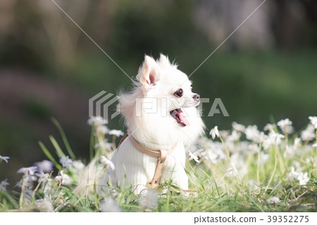 Yawning Chihuahua 2 39352275