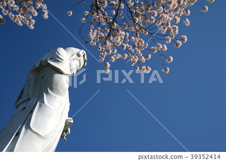 Sakura and Takasaki Kannon 39352414
